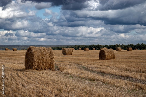 Hay in rolls lying on the field on a sunny day. The sun illuminates the hay in rolls on the field. Hay in rolls - Senage, is considered the most optimal for cattle or horses. 