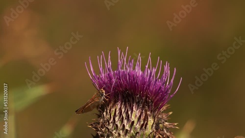 Lulworth skipper (Thymelicus acteon) foraging on a purple flower photo