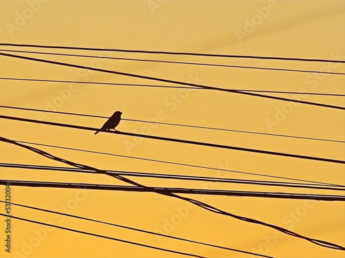 Silhueta de pássaro solitário em fios ao amanhecer photo