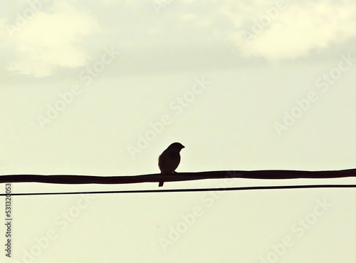 Pássaro solitário © Ailtons Art