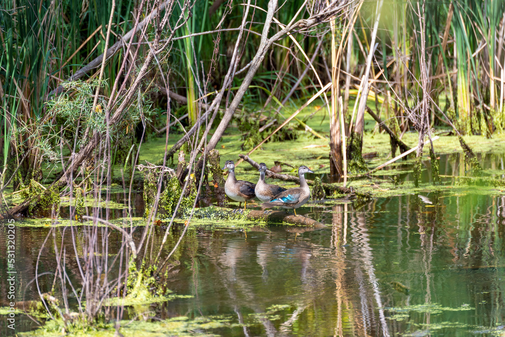 Young Wood Ducks On The River In Late August Young Wood Ducks On The River In Late August
