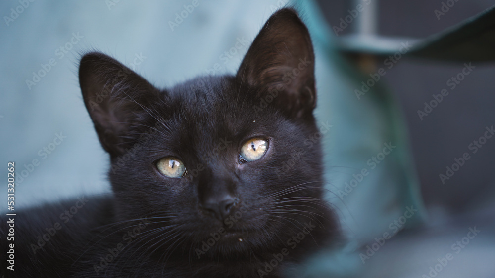 homeless black kitten. portrait. close-up. folding chair homeless black kitten. portrait. close-up. folding chair
