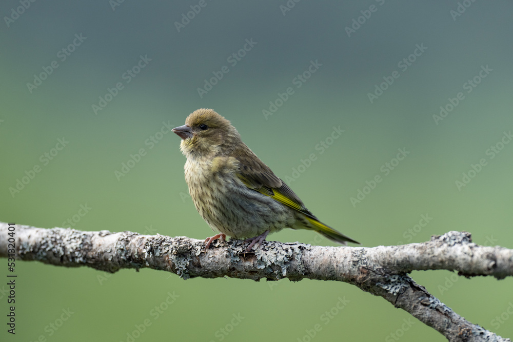 Fototapeta premium Eurasian Greenfinch (Kloris kloris)