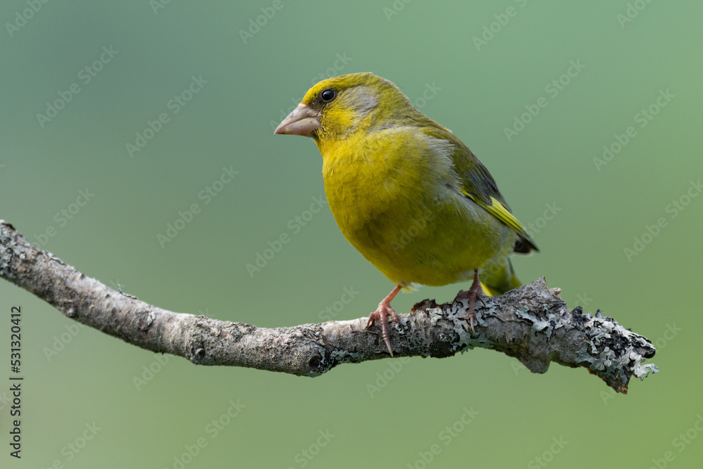 Eurasian Greenfinch (Kloris kloris) Eurasian Greenfinch (Kloris kloris)