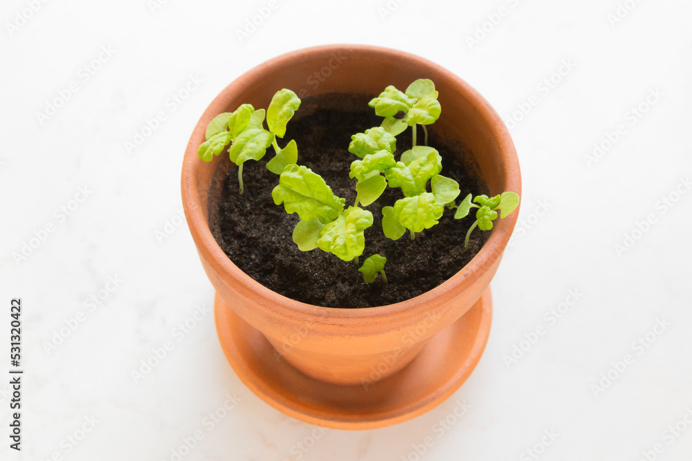 Fresh young basil (ocimum basilicum) sprouts in a terracotta pot against a white background. Fresh young basil (ocimum basilicum) sprouts in a terracotta pot against a white background.