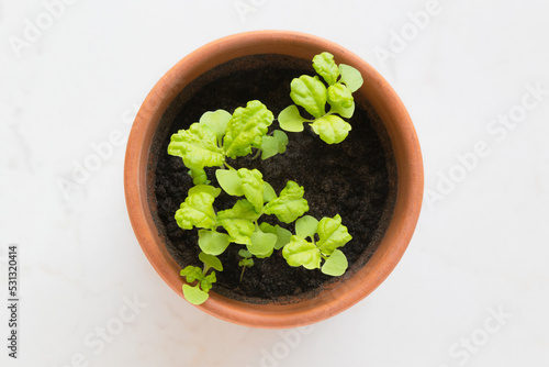 Fresh young basil (ocimum basilicum) sprouts in a terracotta pot against a white background.