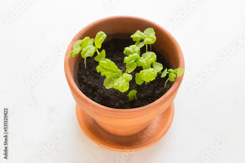 Fresh young basil (ocimum basilicum) sprouts in a terracotta pot against a white background.