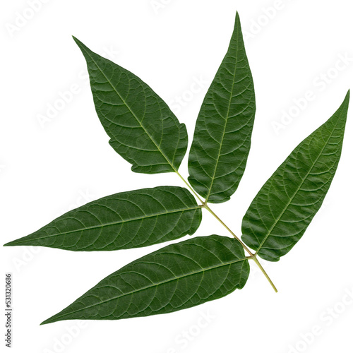 bush branch with leaves, isolated on transparent background, png