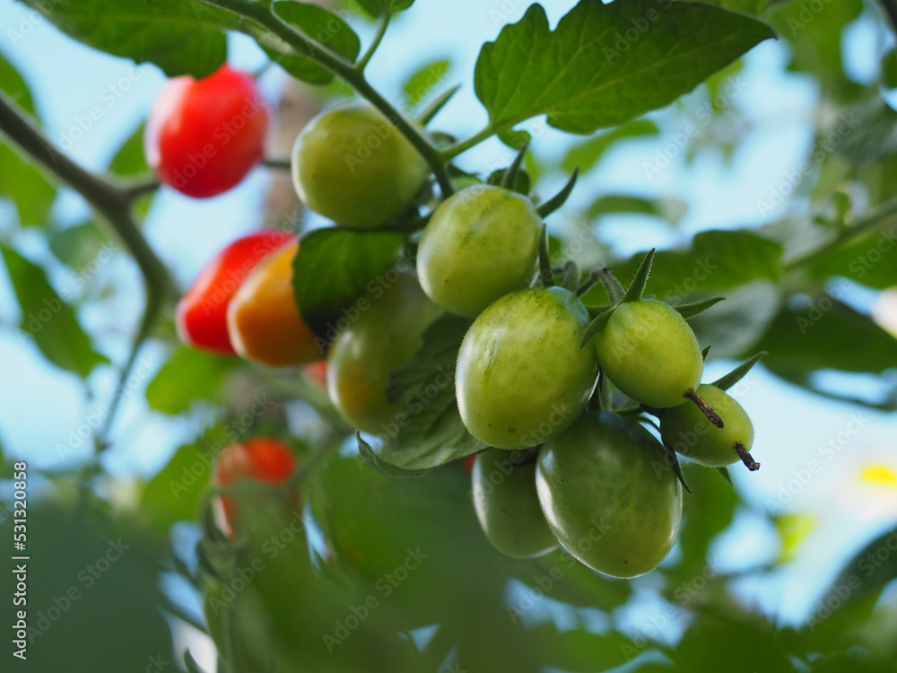Young cherry tomatoes in natural garden
Young cherry tomatoes in natural garden