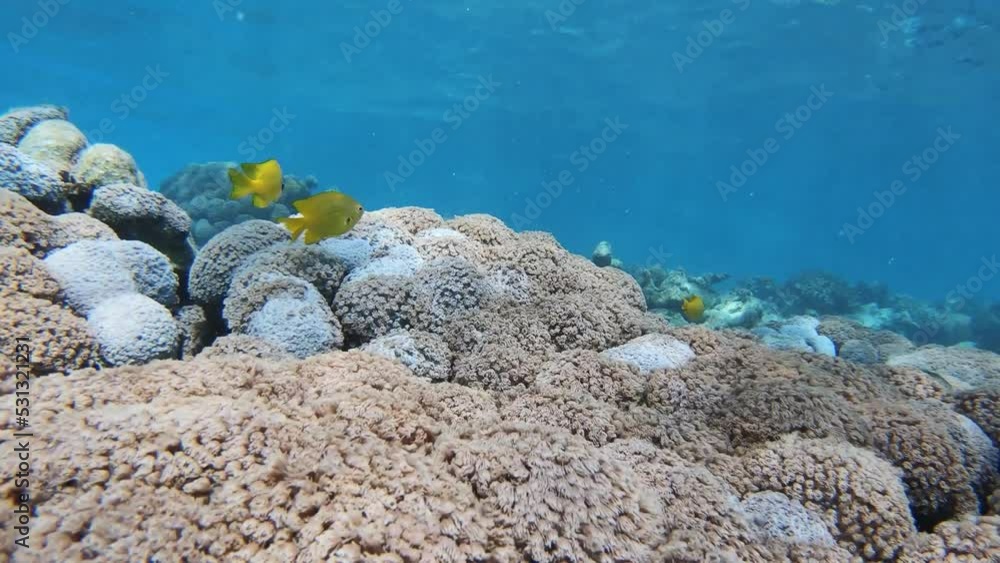 Many fish swim among corals in the Red Sea, Egypt, 4k Many fish swim among corals in the Red Sea, Egypt, 4k
