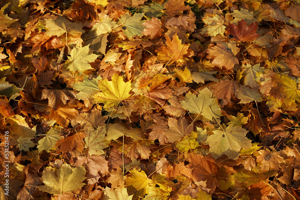 Yellow maple leaves on ground, autumn atmosphere background concept Yellow maple leaves on ground, autumn atmosphere background concept