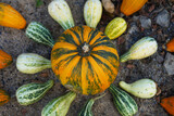 Modern autumn decoration, orange and green pumpkins in circle, autumn colours ideas concept