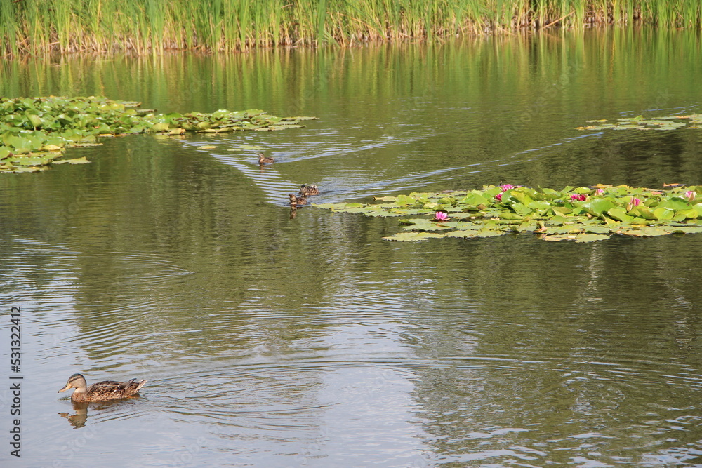 Flight of wild ducks swimming on river with blossoming pink water lily Flight of wild ducks swimming on river with blossoming pink water lily