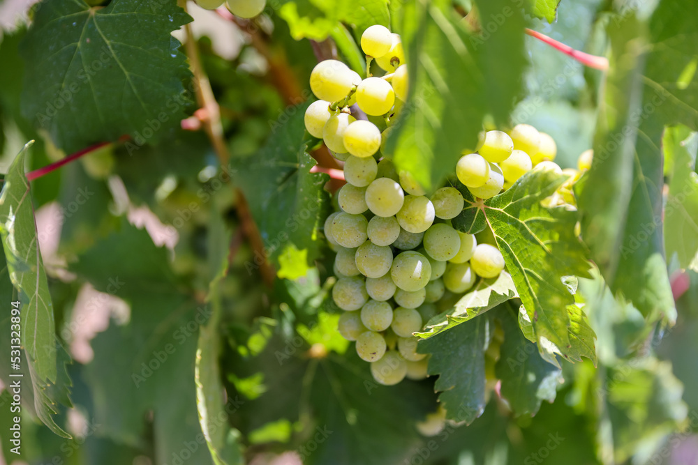 Olympia, Greece - July 19, 2022: Olive groves, vineyards and vegetable gardens in Olympia, Greece
Olympia, Greece - July 19, 2022: Olive groves, vineyards and vegetable gardens in Olympia, Greece