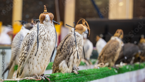 Photography falcons at falcon festival in qatar