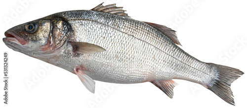 Photos Raw sea bass, fresh seabass fish isolated