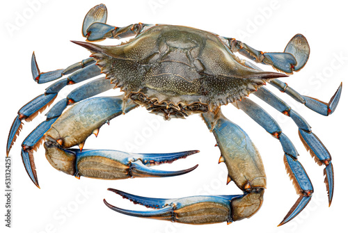 Blue crab isolated photo