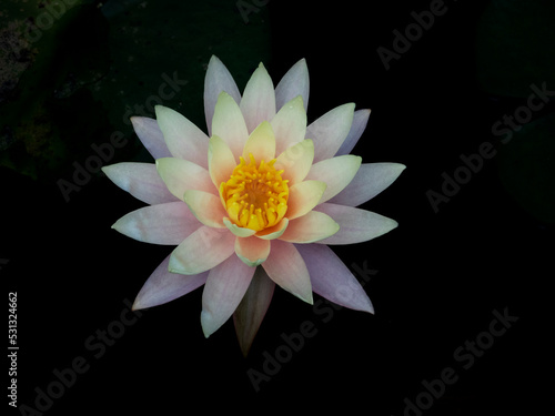 Lotus Flower. 