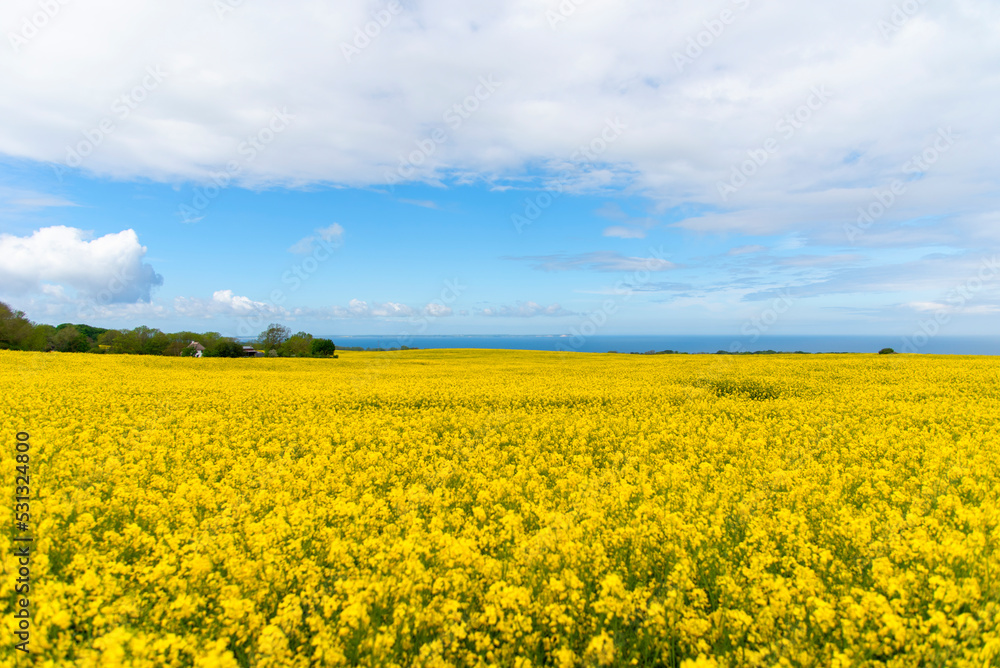 Panorama of the island of Ruegen with rape fields Panorama of the island of Ruegen with rape fields