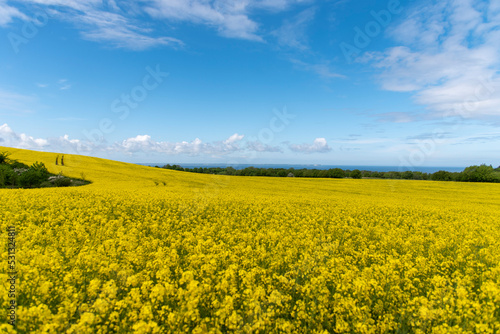 Panorama of the island of Ruegen with rape fields