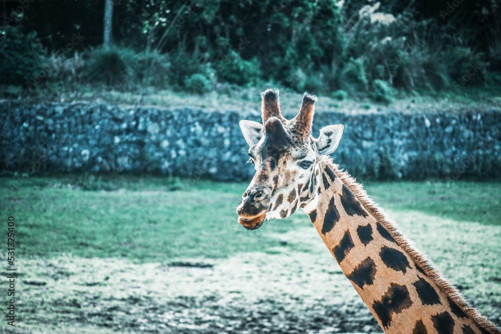 Fototapeta premium giraffe