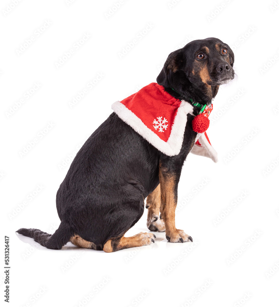 Portrait of a dog tri color with a red Christmas cape