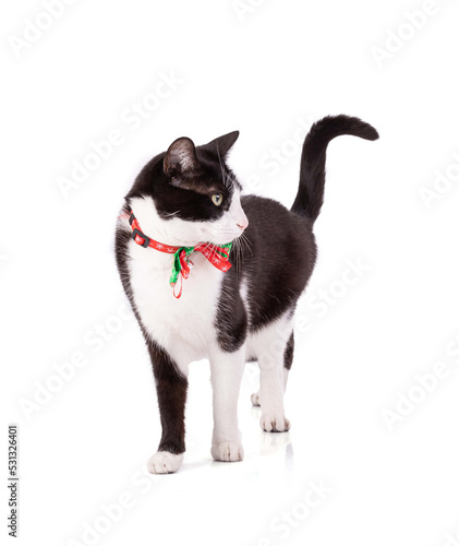 Portrait of a nice black and white cat at Christmas