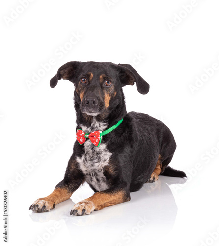 Fototapeta Naklejka Na Ścianę i Meble -  Portrait of a dog tri color with a necklace with a Christmas bow