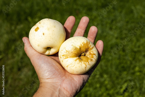 Two apples lying on a hand. Grass in background