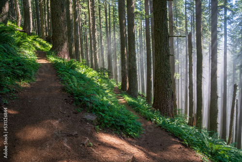 Tableau sur toile Fog and trees in the forest of the Oregon Coast