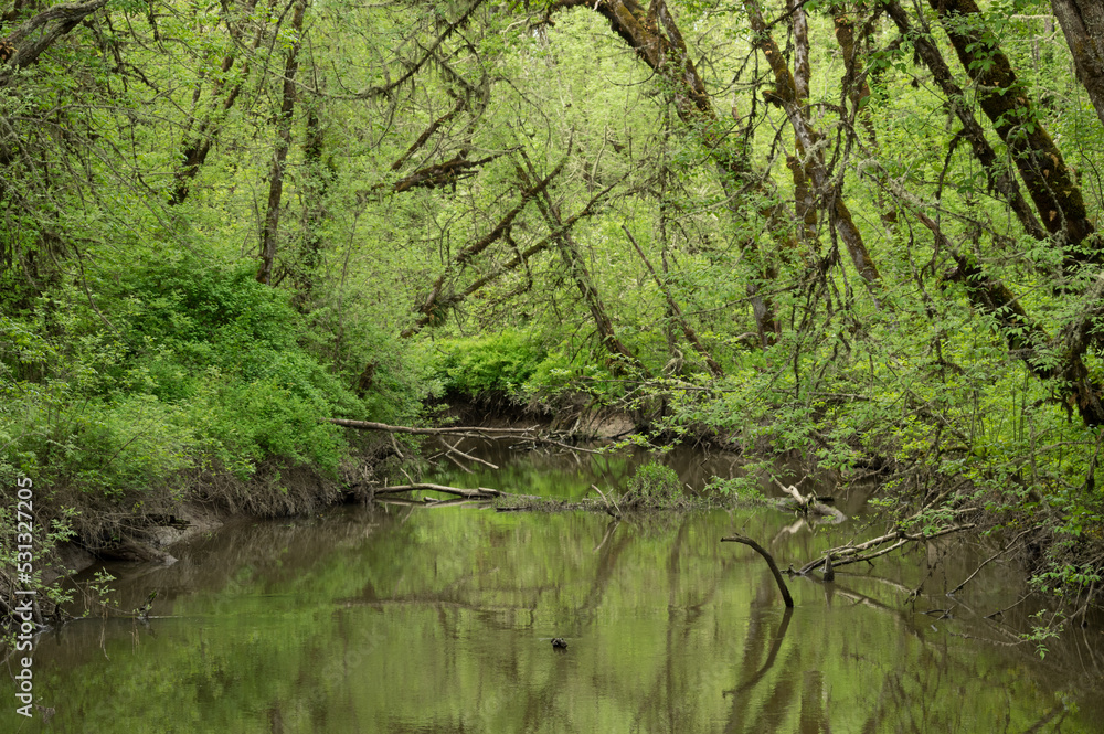Ash (Fraxinus latifolia) trees line Muddy Creek in western Oregon. Finley National Wildlife Refuge, Oregon. Ash (Fraxinus latifolia) trees line Muddy Creek in western Oregon. Finley National Wildlife Refuge, Oregon.