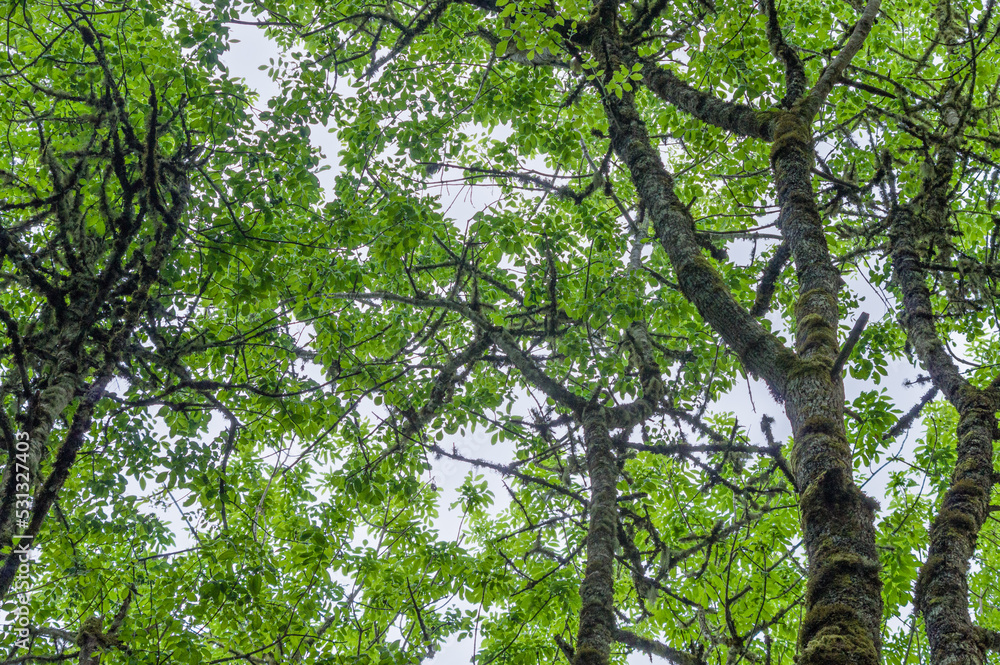 Fototapeta premium Canopy of an Ash swale in western Oregon.