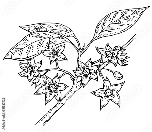 Kola nut branch with leaves and flowers. Vector vintage engraving