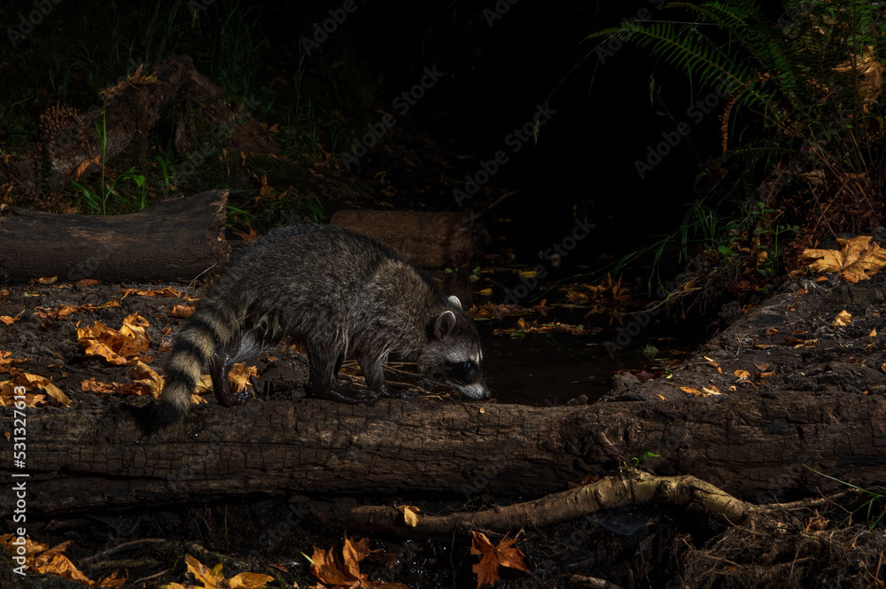 Fototapeta premium Raccoon (Procyon lotor) foraging at night along a small creek in Western Oregon.