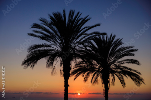 palm trees at sunset, silhouette of palm tree, silhouette of palm trees at sunset