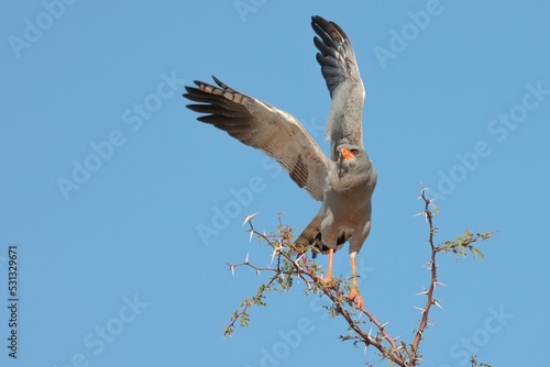 Big  Pale chanting goshawk (Melierax canorus) preparing to take off from a tree branch photo