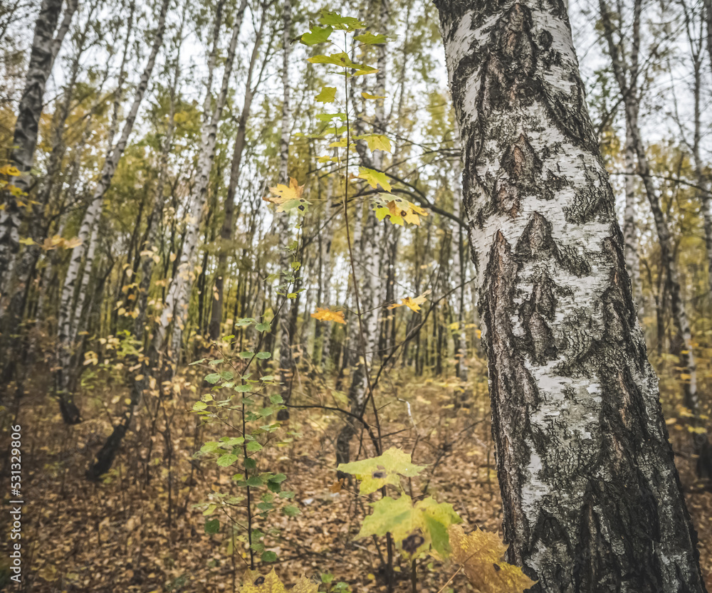 Obraz premium Cozy multi-colored birch grove painted in autumn October colors and shades of yellow foliage, birch bark in the foreground