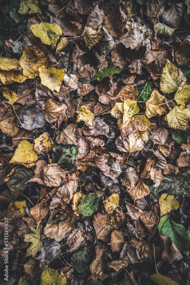 Autumn leaves, forest floor of withered, yellow, green, brown dry leaves, in soft light for background Autumn leaves, forest floor of withered, yellow, green, brown dry leaves, in soft light for background