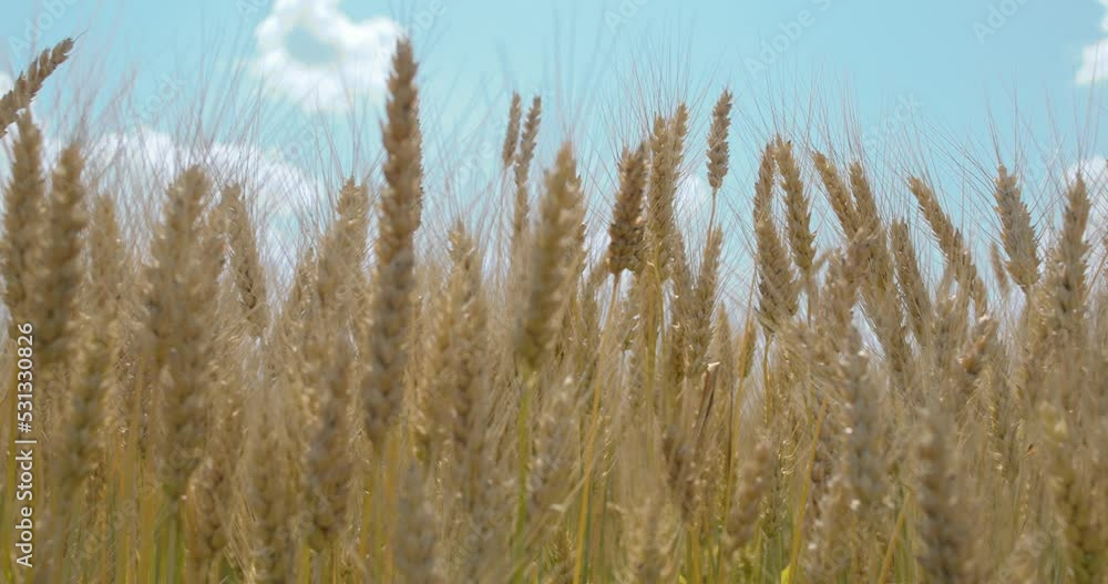 Slow camera movement along the field, ears of wheat on the field during the day in sunny weather. farming wheat harvesting agribusiness concept. walk in a large wheat field. big harvest of wheat in Slow camera movement along the field, ears of wheat on the field during the day in sunny weather. farming wheat harvesting agribusiness concept. walk in a large wheat field. big harvest of wheat in