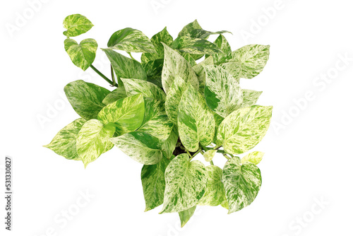 Epipremnum aureum (family Araceae) set of green tree leaves and branches with rain drops isolated on white background. photo