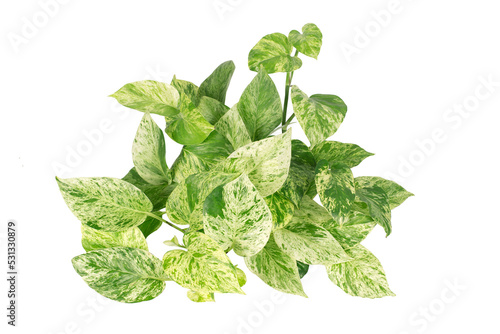 Epipremnum aureum (family Araceae) set of green tree leaves and branches with rain drops isolated on white background. photo