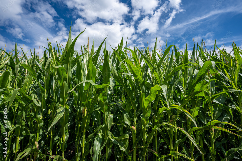Corn field. Tall green plants and cloudy blue sky. Corn field. Tall green plants and cloudy blue sky.