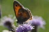 Petit papillon commun des jardins (Myrtil)