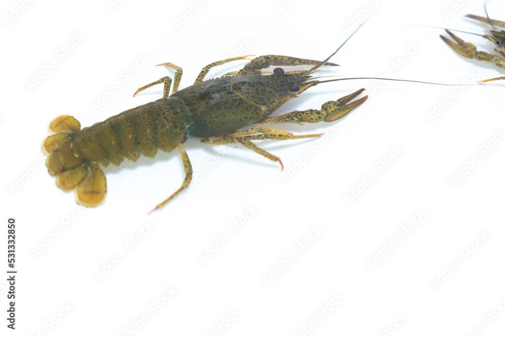 Live crayfish moves its claws and limbs in clear water on a white background. Live crayfish moves its claws and limbs in clear water on a white background.