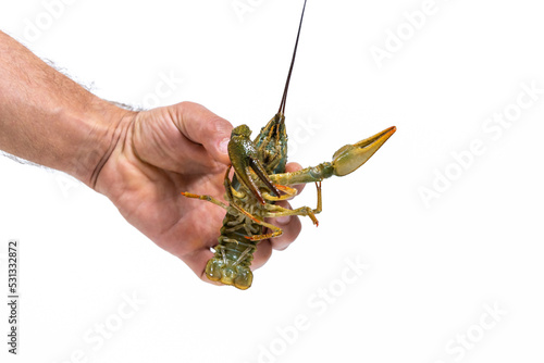 Man's hand holds the one live green crayfish. White background. Catching crayfish for human consumption.