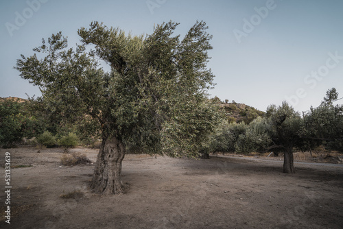 Big old olive tree on the island of Crete in Greece. Olive tree plantation