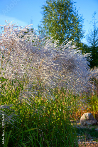Фотография Chinese silver grass (Miscanthus sinensis) growing in a garden