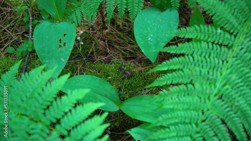 A snail crawls on moss in the forest. Close-up video in 4K format.