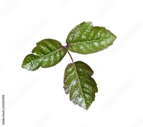 Photos Poison Oak leaves isolated close up.