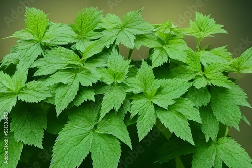 Closeup shot of a stinging nettle plant photo